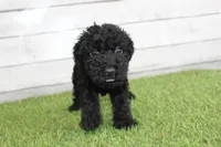 Peaches, a female Kerry Blue Terrier for sale in Maurice, IA – 1 of 7