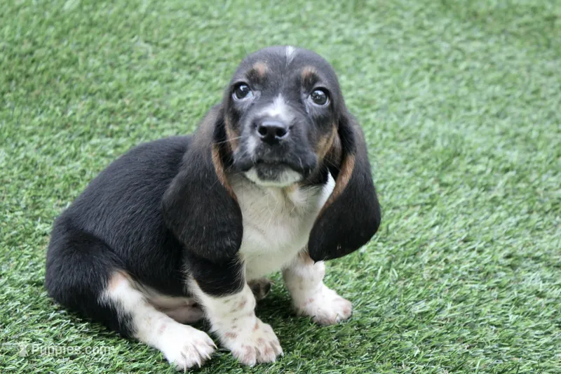 Walter  – Basset Hound puppy for sale in Maurice, IA