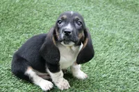 Walter , a male Basset Hound for sale in Maurice, IA – 1 of 7