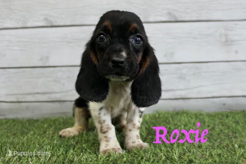 Roxie  – Basset Hound puppy for sale in Maurice, IA
