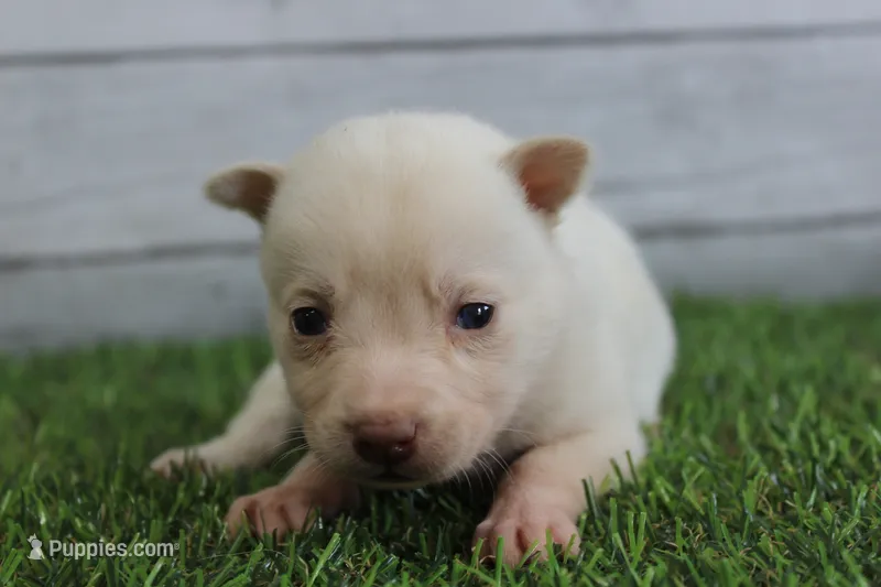 Luna – Alaskan Klee Kai puppy for sale in Maurice, IA