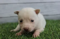 Luna, a female Alaskan Klee Kai for sale in Maurice, IA – 1 of 10