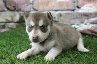 Willow , a female Alaskan Klee Kai for sale in Maurice, IA – 3 of 7