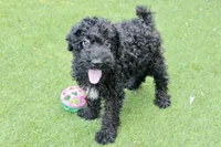 Hank , a male Kerry Blue Terrier for sale in Maurice, IA – 7 of 10