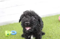 Hank , a male Kerry Blue Terrier for sale in Maurice, IA – 5 of 7