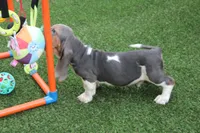 Frankie , a male Basset Hound for sale in Maurice, IA – 8 of 9