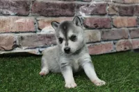 Baxter , a male Alaskan Klee Kai for sale in Maurice, IA – 10 of 10
