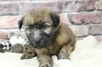Cooper , a male Soft Coated Wheaten Terrier for sale in Maurice, IA – 4 of 7