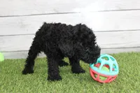 Peaches, a female Kerry Blue Terrier for sale in Maurice, IA – 7 of 7
