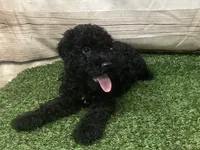 Eddie , a male Kerry Blue Terrier for sale in Maurice, IA – 7 of 10