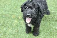 Hank , a male Kerry Blue Terrier for sale in Maurice, IA – 8 of 10