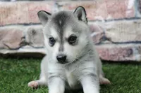 Baxter , a male Alaskan Klee Kai for sale in Maurice, IA – 2 of 10