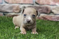 Misty , a female Italian Greyhound for sale in Maurice, IA – 5 of 6