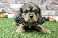 Frankie , a male Cavalier King Charles Spaniel for sale in Maurice, IA – 6 of 8