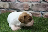 Theo , a male Cavalier King Charles Spaniel for sale in Maurice, IA – 3 of 8