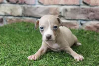 Tate , a male Italian Greyhound for sale in Maurice, IA – 3 of 8
