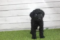 Honey, a female Kerry Blue Terrier for sale in Maurice, IA – 2 of 10