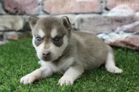 Willow , a female Alaskan Klee Kai for sale in Maurice, IA – 7 of 7