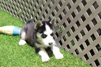 Smokey , a male Siberian Husky for sale in Maurice, IA – 3 of 7