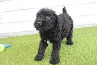 Hank , a male Kerry Blue Terrier for sale in Maurice, IA – 2 of 7