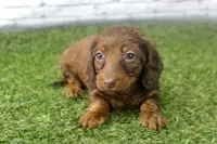 Sadie, a female Miniature Dachshund for sale in Maurice, IA – 5 of 5