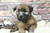 Cooper , a male Soft Coated Wheaten Terrier for sale in Maurice, IA – 7 of 7