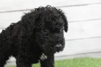 Eddie , a male Kerry Blue Terrier for sale in Maurice, IA – 5 of 8