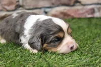 Ryder , a male Cavalier King Charles Spaniel for sale in Maurice, IA – 3 of 6