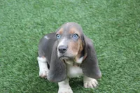 Frankie , a male Basset Hound for sale in Maurice, IA – 6 of 9