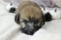 Jasper , a male Soft Coated Wheaten Terrier for sale in Maurice, IA – 3 of 6