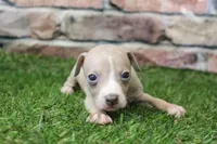 Tate , a male Italian Greyhound for sale in Maurice, IA – 2 of 8