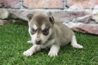 Willow , a female Alaskan Klee Kai for sale in Maurice, IA – 5 of 7