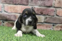 Tilly , a female Basset Hound for sale in Maurice, IA – 5 of 6