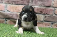Tilly , a female Basset Hound for sale in Maurice, IA – 6 of 6