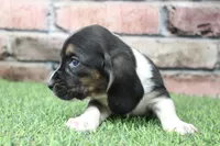 Tilly , a female Basset Hound for sale in Maurice, IA – 2 of 6