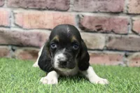 Tilly , a female Basset Hound for sale in Maurice, IA – 3 of 6