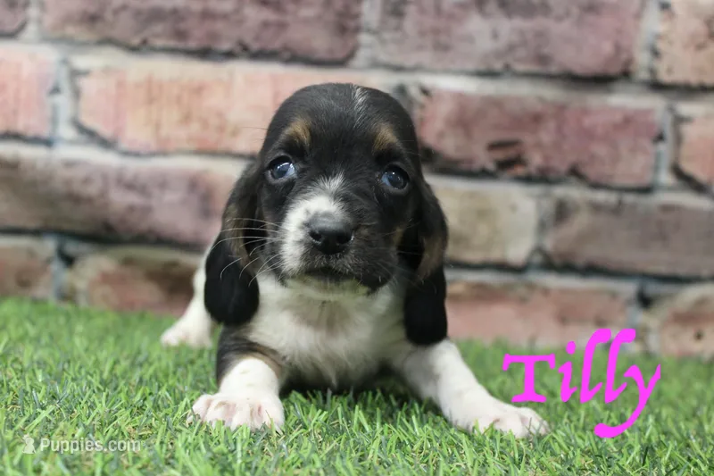Tilly  – Basset Hound puppy for sale in Maurice, IA