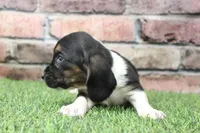 Tilly , a female Basset Hound for sale in Maurice, IA – 4 of 6