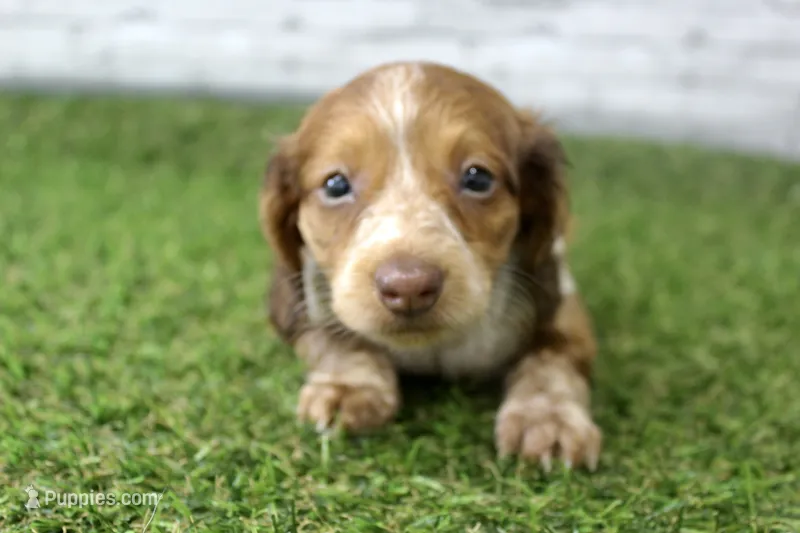 Milo – Miniature Dachshund puppy for sale in Maurice, IA