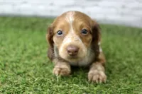 Milo, a male Miniature Dachshund for sale in Maurice, IA – 1 of 6