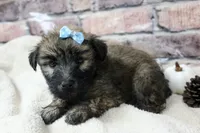 Apollo, a male Soft Coated Wheaten Terrier for sale in Maurice, IA – 8 of 8