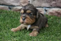 Frankie , a male Cavalier King Charles Spaniel for sale in Maurice, IA – 3 of 8
