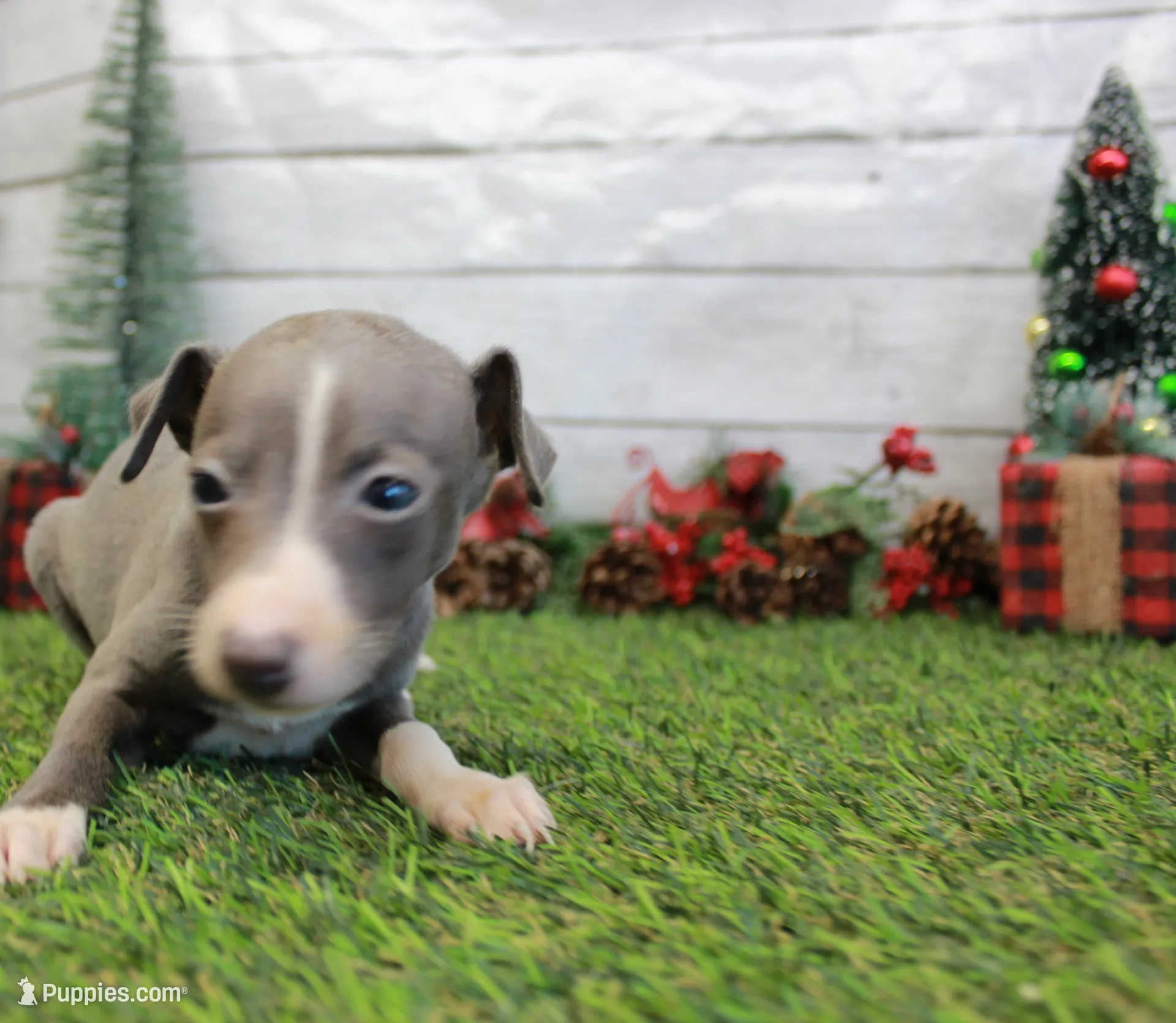 Willa, a female Italian Greyhound for sale in Maurice, IA – Photo 5 of 6