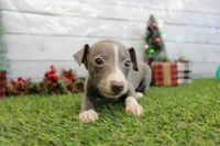 Willa, a female Italian Greyhound for sale in Maurice, IA – Photo 3 of 6