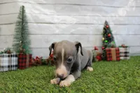 Willa, a female Italian Greyhound for sale in Maurice, IA – Photo 4 of 6