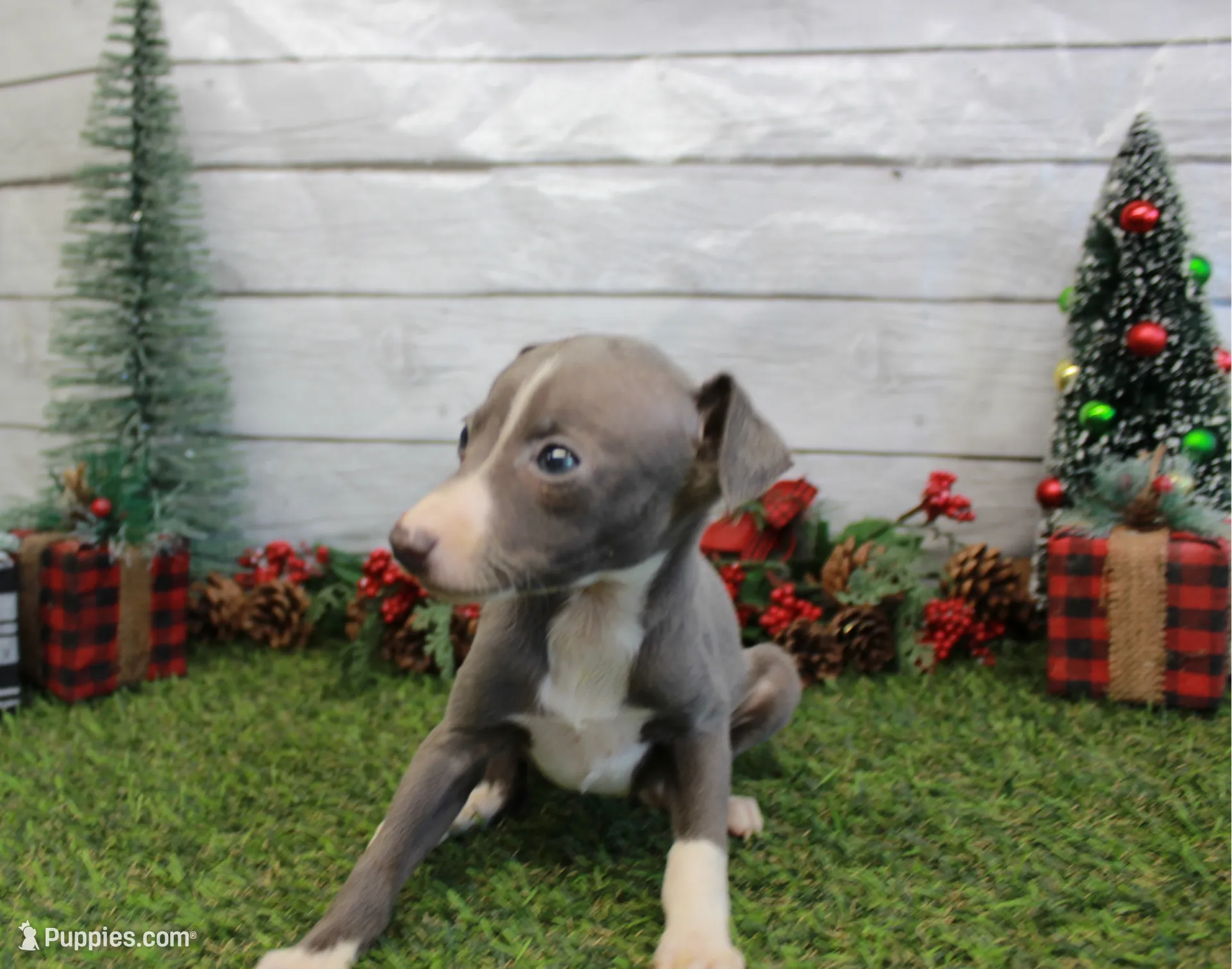 Willa, a female Italian Greyhound for sale in Maurice, IA – Photo 2 of 6