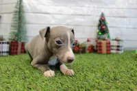 Willa, a female Italian Greyhound for sale in Maurice, IA – Photo 6 of 6