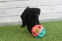 Honey, a female Kerry Blue Terrier for sale in Maurice, IA – 3 of 10