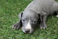 Atlas , a male Italian Greyhound for sale in Maurice, IA – 4 of 6
