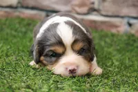 Ryder , a male Cavalier King Charles Spaniel for sale in Maurice, IA – 5 of 6